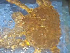 -东湖印象汉寿特色甲鱼钵子菜(渔人码头店)