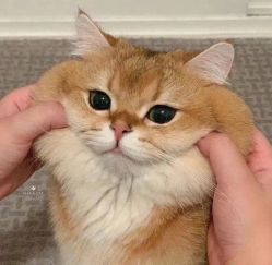 -禾曼造型