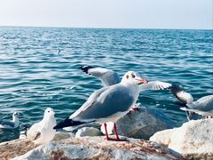-青海湖国家重点风景名胜区