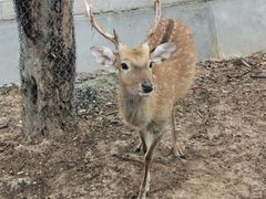 -清迈夜间动物园