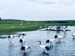 -黑龙江扎龙生态旅游区