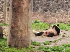 -都江堰中华大熊猫苑