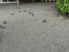 -水前寺成趣园