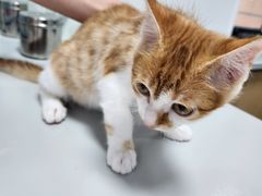 -东日国际动物医院·CT·心脏专科(桃源分院)