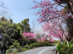 -杭州半山国家森林公园