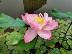 -陈家山荷花公园