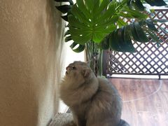 -猫友咖啡店(玉林西路店)