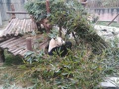 -成都大熊猫繁育研究基地