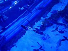 -成都浩海立方海洋公园