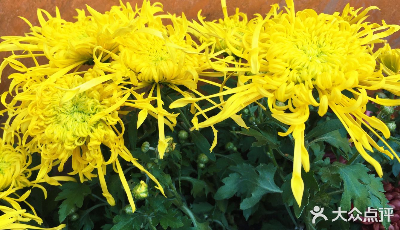 梅兰竹菊诗情画意——清风园（菊花盛开中）
