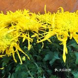 梅兰竹菊诗情画意——清风园（菊花盛开中）