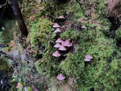 -腾冲云峰山