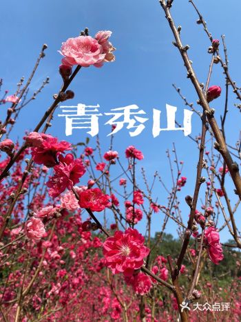 青秀山风景区 也算是我们南宁的招牌景区了 一年四季风