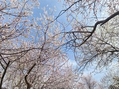-桃花堤公园