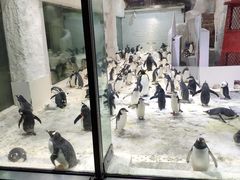 -大连圣亚海洋世界