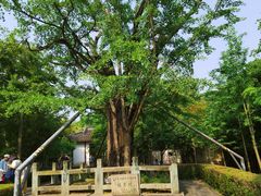 -上海佘山国家森林公园天马山园