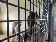 -北京群众马术培训基地