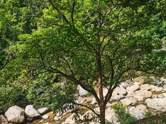 -海南热带雨林国家公园吊罗山景区
