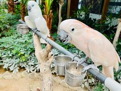 -南宫五洲植物乐园