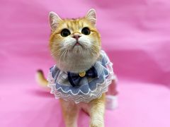 -1013 PET SHOP精品宠物商店(丁香店)