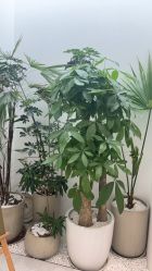 -妈妈时光机医疗产后修复(南山茂业百货店)