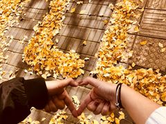 景点-三里屯东五街银杏大道