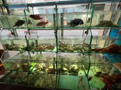 -凯华海鲜火锅·传承三十六年