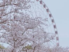 -顾村公园