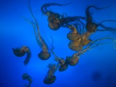 -太平洋海底世界