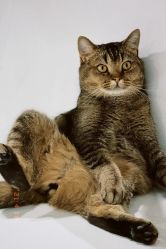 点击看大图 -优刻西服西装定制(金轮国际广场店)