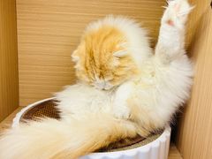 -喵园·猫主题咖啡厅·撸猫·猫咖(国贸店)