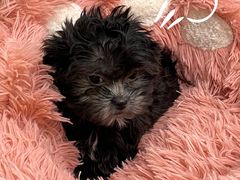 -有喵·猫咖·狗咖·40+猫狗有小奶狗(岗厦店)