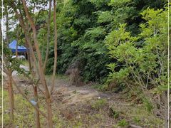 -上海滨江森林公园