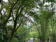 -中山市树木园