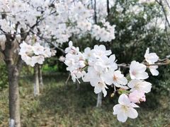 -九里河湿地公园