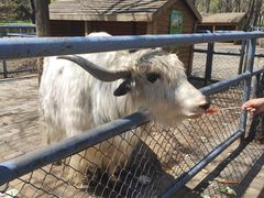 -长白岛森林公园