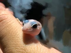 -酷以爬仙阁实体爬宠店·守宫·蜥蜴·专业繁育