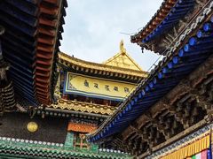 -塔尔寺-菩提树