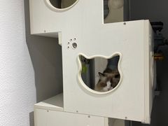 -琪喵猫屋·撸猫猫咖·猫舍