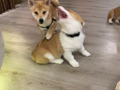 -浣熊柯尔鸭土拨鼠·电玩咖