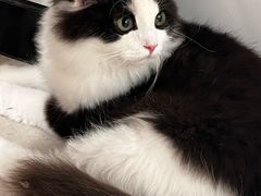 -共舞时光猫咖·狗咖(新街口店)