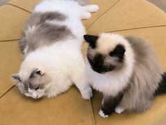 -1013 PET SHOP精品宠物商店(丁香店)