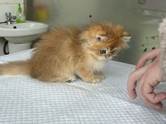 -萌兽医馆·宠物医院·猫骨科(创景店)