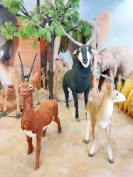 -卡通尼·Safari非洲探索乐园·生日会(金桥国际商业广场店)