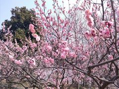 -梅花山(明孝陵内)