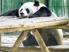 -栾川竹海野生动物园