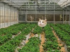 -前小桔亲子创意农场·草莓采摘·露营烧烤