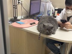 -安安宠医宠物医院·异宠·犬猫内科(岳阳分院)