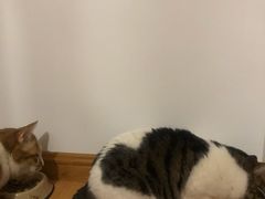 -佑安动物医院·全科·内窥镜中心(幸福巷店)