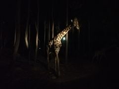 -清迈夜间动物园
